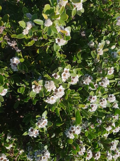 Taxandria marginata, photographed by Em Lamond