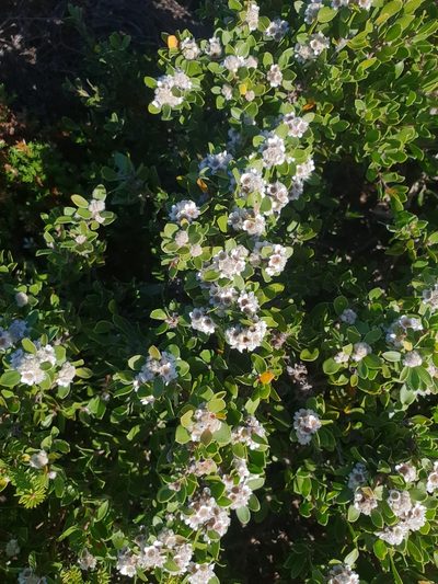 Taxandria marginata, photographed by Em Lamond