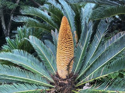 Cycas revoluta, photographed by Takaaki Hattori