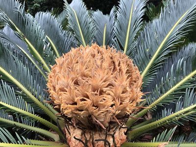 Cycas revoluta, photographed by Takaaki Hattori