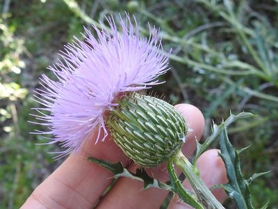 Cirsium engelmannii, photographed by Sam Kieschnick