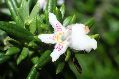 Westringia dampieri, photographed by Em Lamond