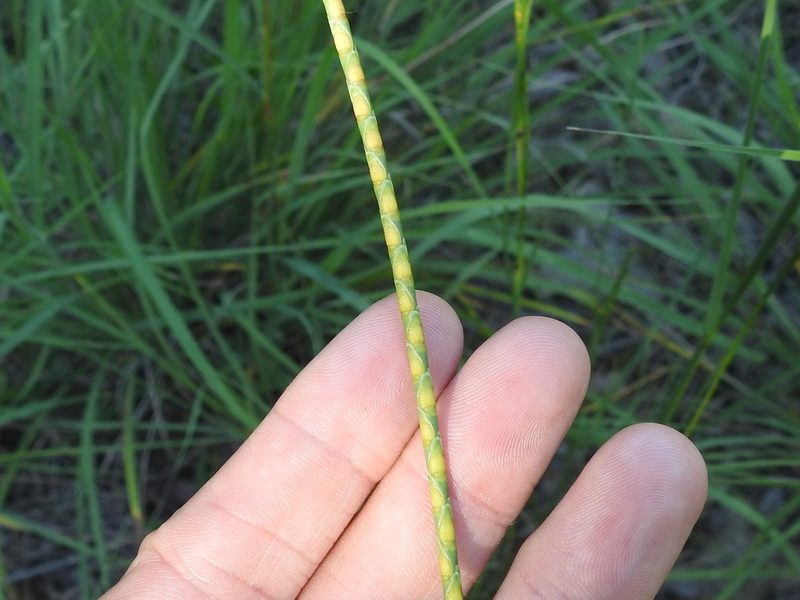 Rottboellia campestris, photographed by Sam Kieschnick