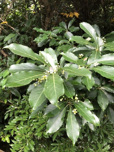 Euonymus carnosus, photographed by Takaaki Hattori