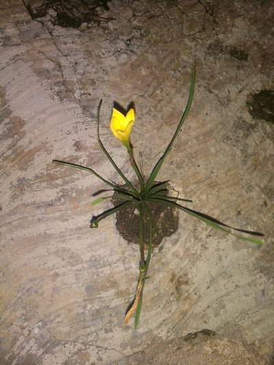 Zephyranthes citrina, photographed by Juan Cruzado Cortés