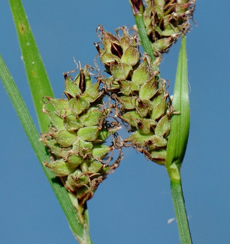 Carex vestita, photographed by Zihao Wang