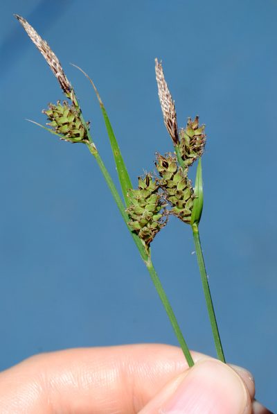 Carex vestita, photographed by Zihao Wang