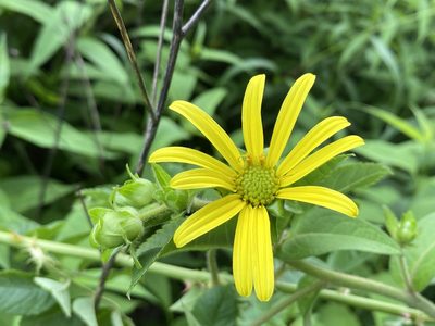 Silphium asteriscus, photographed by Emily Summerbell