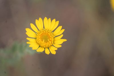 Grindelia inuloides, photographed by José Belem Hernández Díaz