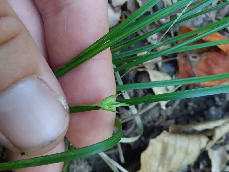 Carex basiantha, photographed by Will McFarland
