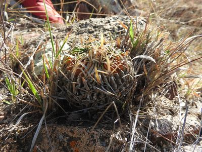 Stenocactus dichroacanthus, photographed by Oscar Alejandro Morales Juárez