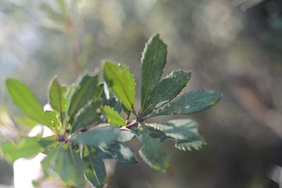Banksia penicillata, photographed by ronavery