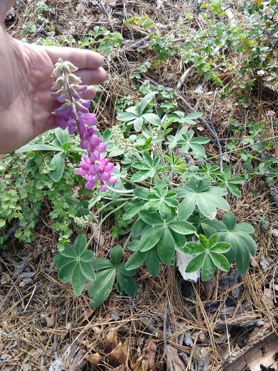 Lupinus cervinus, photographed by rockybajada