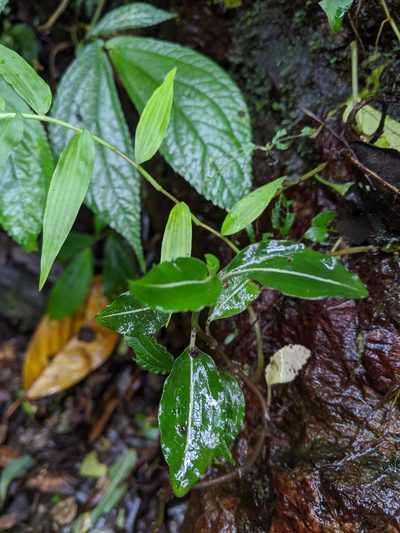 Rhomboda yakusimensis, photographed by Cheng-Te Hsu