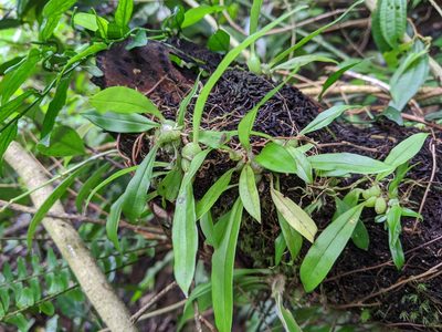 Liparis bootanensis, photographed by Cheng-Te Hsu
