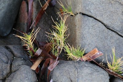 Distichlis distichophylla, photographed by Tim