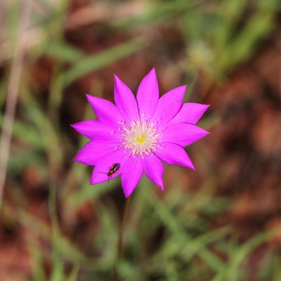 Calandrinia uniflora, photographed by Kym Nicolson