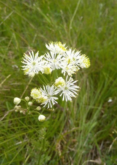 Thalictrum petaloideum, photographed by Юлия