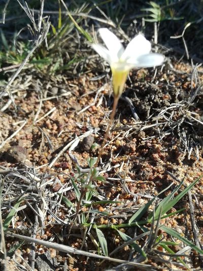 Oxalis argyrophylla, photographed by Jacques van der Merwe