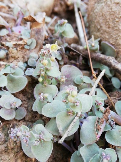 Crassula nemorosa, photographed by Christiaan Viljoen