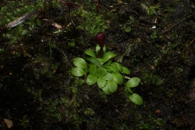 Utricularia menziesii, photographed by Em Lamond