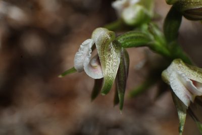 Prasophyllum parvifolium, photographed by Em Lamond
