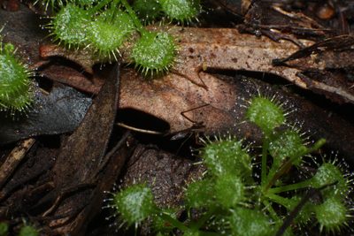 Drosera modesta, photographed by Em Lamond