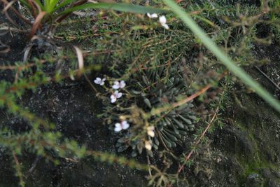 Stylidium assimile, photographed by Em Lamond