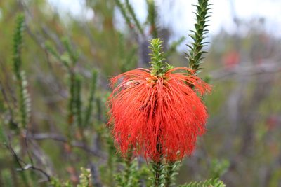 Melaleuca sparsa, photographed by Em Lamond