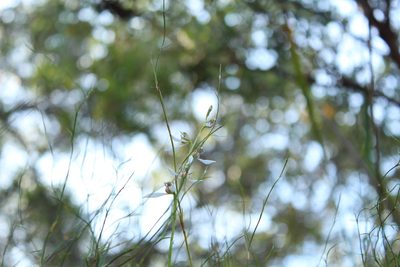 Eriochilus dilatatus, photographed by Em Lamond