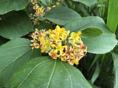 Grewia tiliifolia, photographed by 黃美滿
