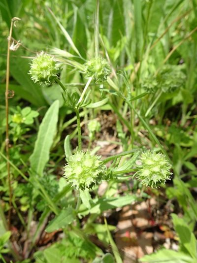 Valeriana discoidea, photographed by Thomas Koffel