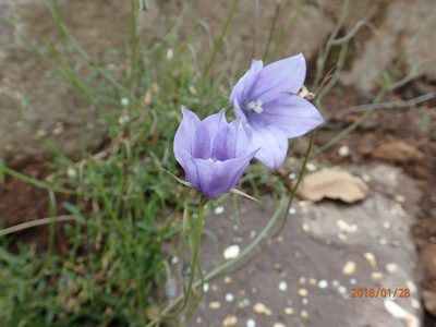 Wahlenbergia cuspidata, photographed by Peter Warren