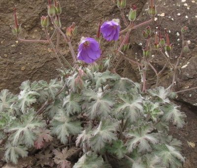 Geranium pulchrum, photographed by Peter Warren