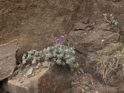 Geranium pulchrum, photographed by Peter Warren