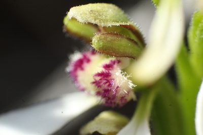 Eriochilus dilatatus, photographed by Em Lamond