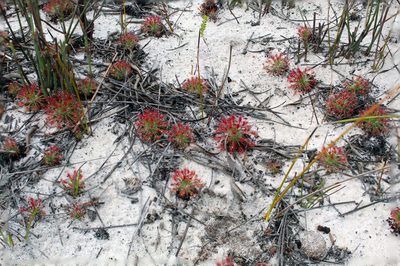 Drosera paleacea, photographed by Em Lamond