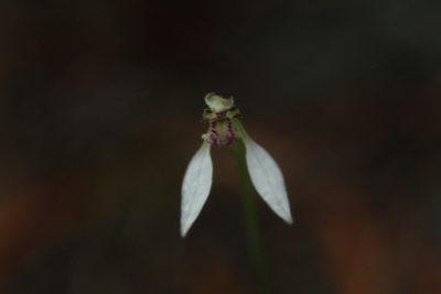 Eriochilus dilatatus, photographed by Em Lamond