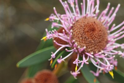 Isopogon cuneatus, photographed by Em Lamond