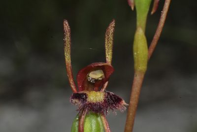 Leporella fimbriata, photographed by Em Lamond