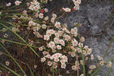 Actinodium cunninghamii, photographed by Em Lamond