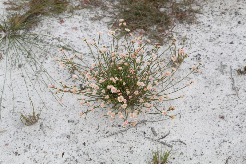 Actinodium cunninghamii, photographed by Em Lamond