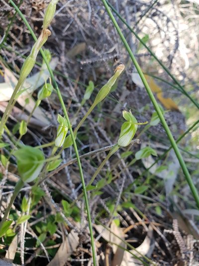 Pterostylis ectypha, photographed by Em Lamond