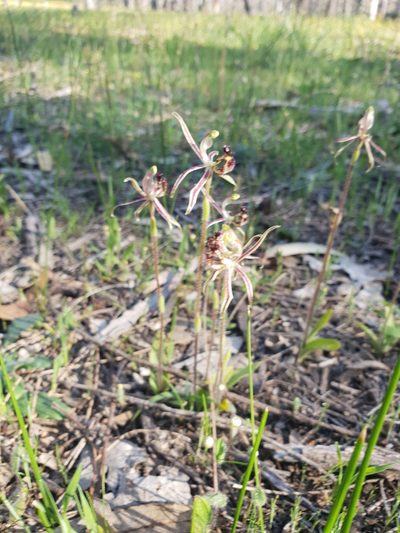 Caladenia barbarossa, photographed by Em Lamond