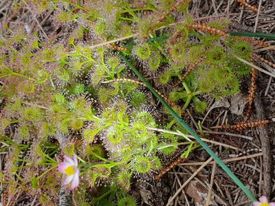 Drosera stolonifera, photographed by Em Lamond