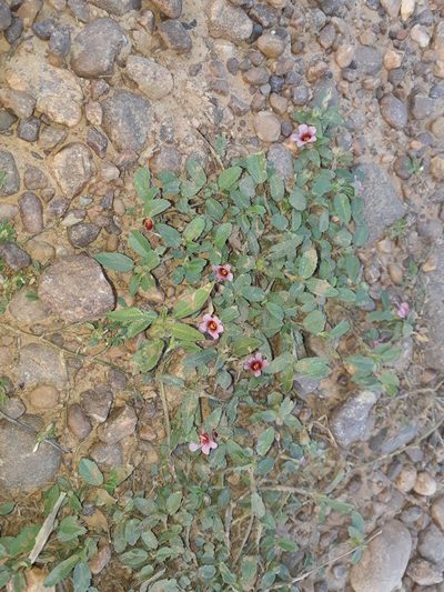 Sida castanocarpa, photographed by Paulo Nogueira
