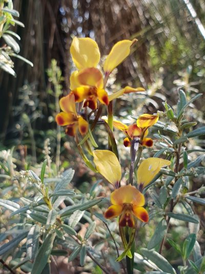 Diuris brumalis, photographed by Em Lamond