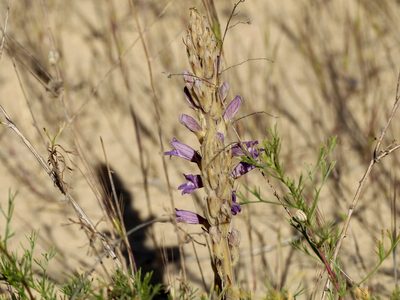 Orobanche arenaria, photographed by Andrew Bazdyrev