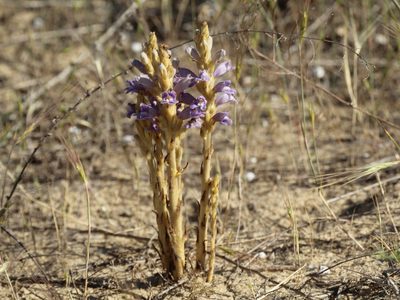 Orobanche arenaria, photographed by Andrew Bazdyrev