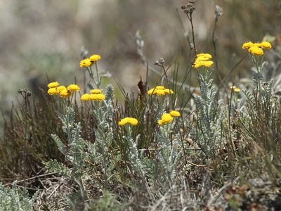 Tanacetum achilleifolium, photographed by Andrew Bazdyrev